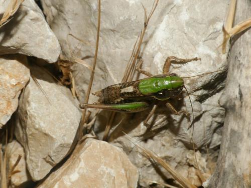 Amedegnatiana vicheti